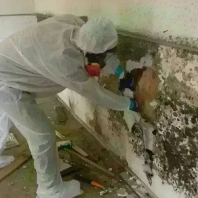 Mold Remediation and Removal in Edwardsville, PA